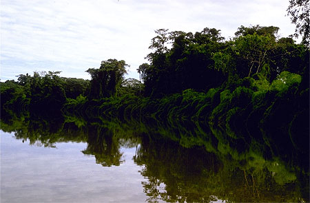 Fleuve de Guyane