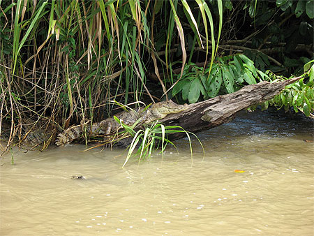 En route vers le parc national de Tortuguero