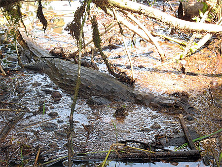 Parc_national_de_Tortuguero (Ca�man)
