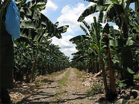 Plantation de bananes