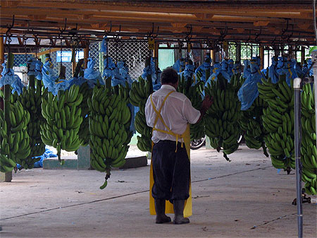 Plantation_de_bananes 