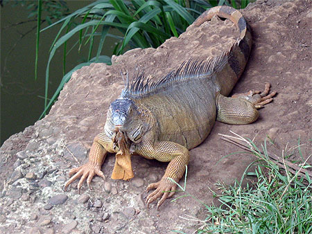 Iguane