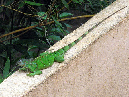 Iguane vert