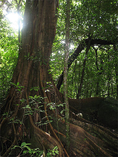 Parc Rincon de la Vieja