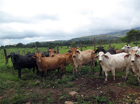 Guanacaste