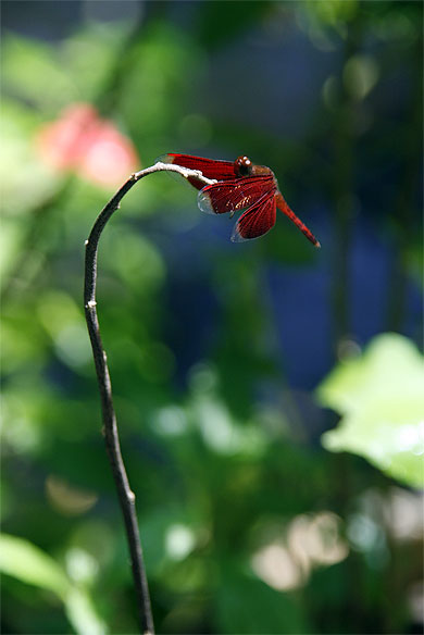 Libellule rouge