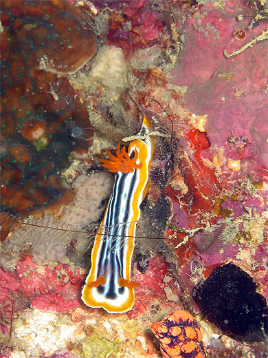 Nudibranche Chromodoris Magnifia