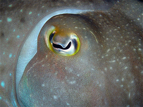 Oeil de seiche