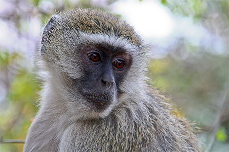 Singe Vervet