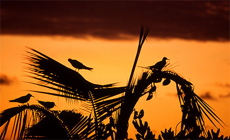 Contre-jour