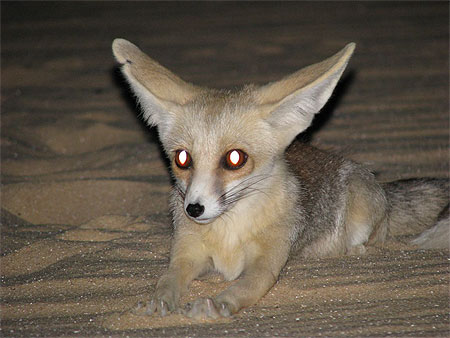 Une nuit avec les fennecs