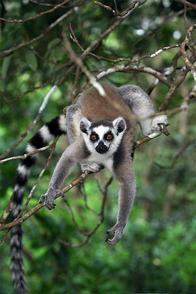 Maki " Lemur catta "