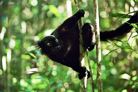 Eul�mur macaco