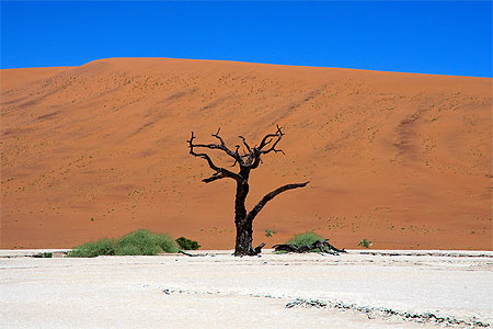 Arbre Mort
