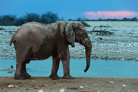 El�phant regardant l'orage