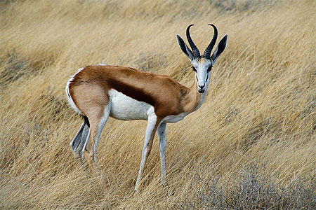 Springbok