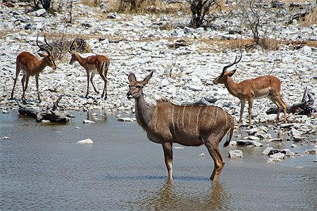 Kudu