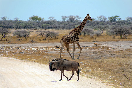 Girafe et Gnou dans la savane