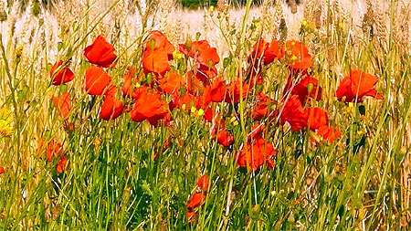 Coquelicots