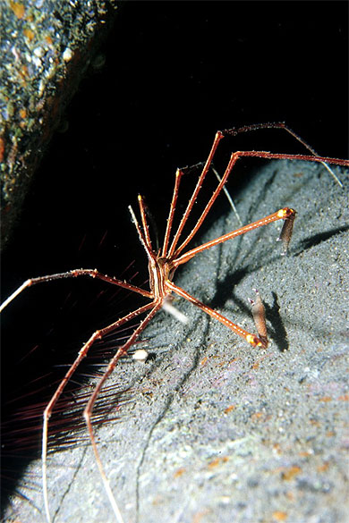 Crabe ou araign�e ?