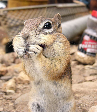 Chipmunk affam�