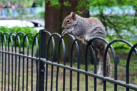 Ecureuil � St James Park