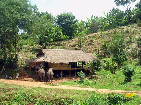 El�phant camp