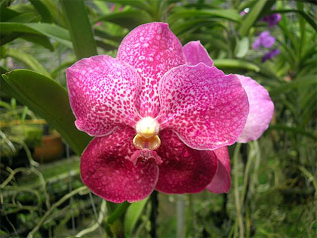 Orchid�e
