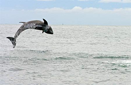 Dauphin