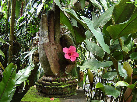 Hibiscus