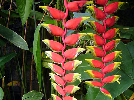 Fleurs tropicales