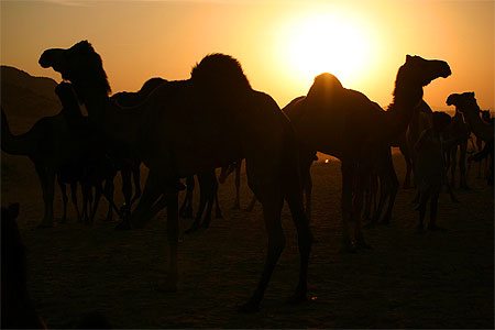 Lors de la foire aux chameaux de Pushkar
