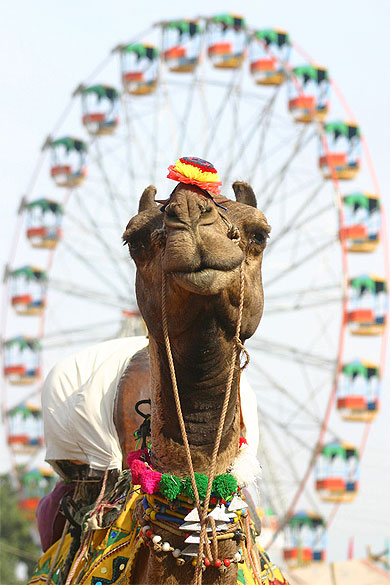 Lors de la foire aux chameaux de Pushkar