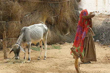 Divers Rajasthan