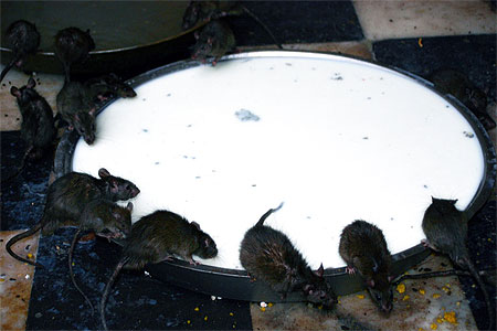 Le temple des rats, Karni Mata