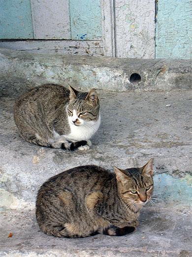 Chats tunisiens