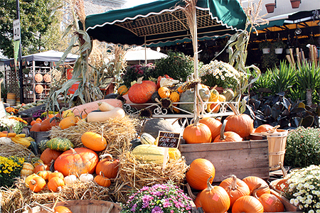 Courges d'automne