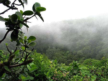 Sur les flancs du volcan Mombacho