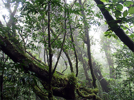 Sur les flancs du volcan Mombacho 