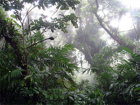 Sur les flancs du volcan Mombacho