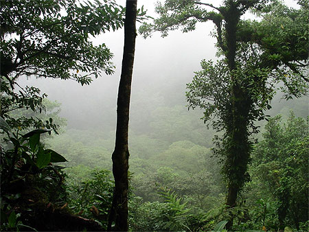 Sur les flancs du volcan Mombacho
