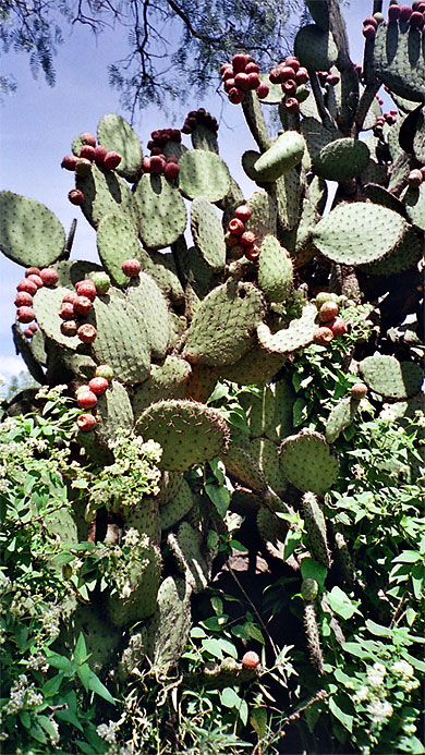 Figues de barbarie