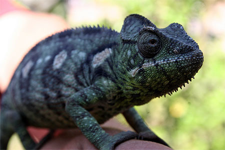 Cam�l�on de Madagascar