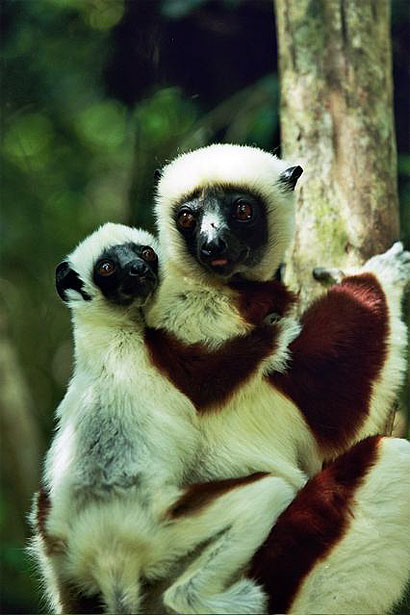 Maman Propith�que et son petit