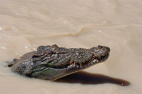 Saltie � Top End