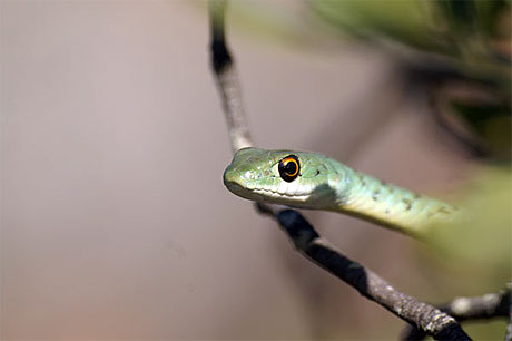 Serpent