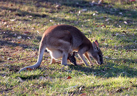 Wallaby & Joey � Nitmuluk National Park