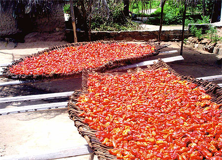 Piments sur claies