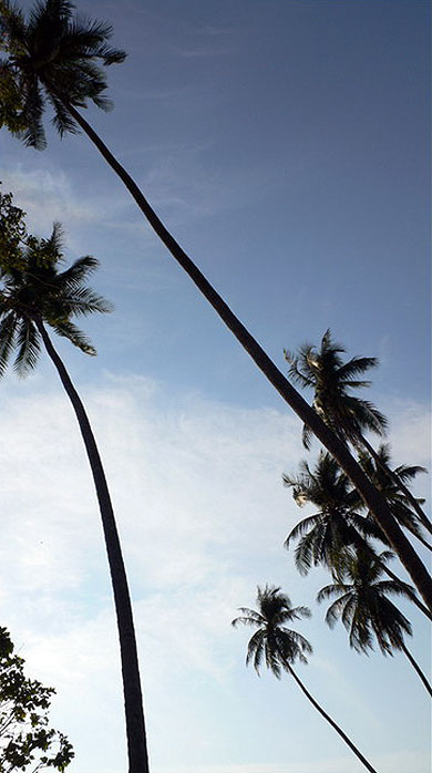 Cocotiers