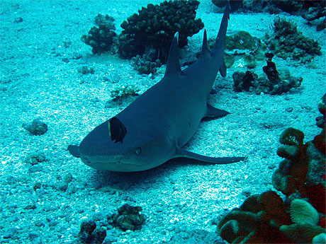 Requin pointe blanche